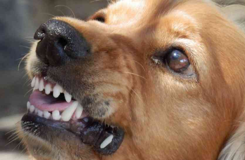 rabies कुत्ते के काटने पर घबराएं नहीं: करें ये उपाय, नहीं फैलेगा ज़हर