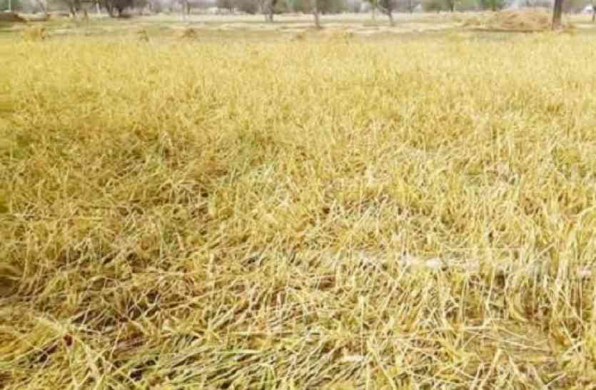 यूरिया के आभाव में बर्रबाद हो रही फसल यूरिया के आभाव में बर्रबाद हो रही फसल