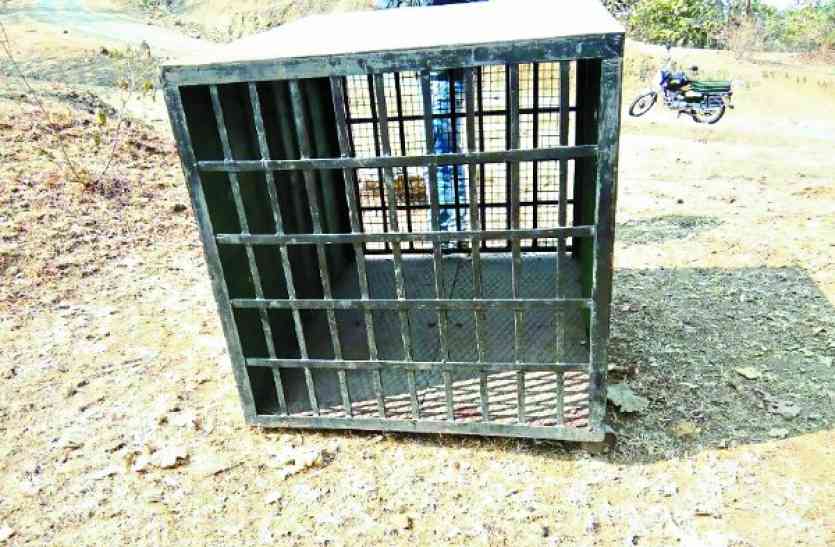 Leopard panic बंद पिंजरे से आदमखोर तेंदुए को चुनौती... आला अधिकारी भी हैं हैरान