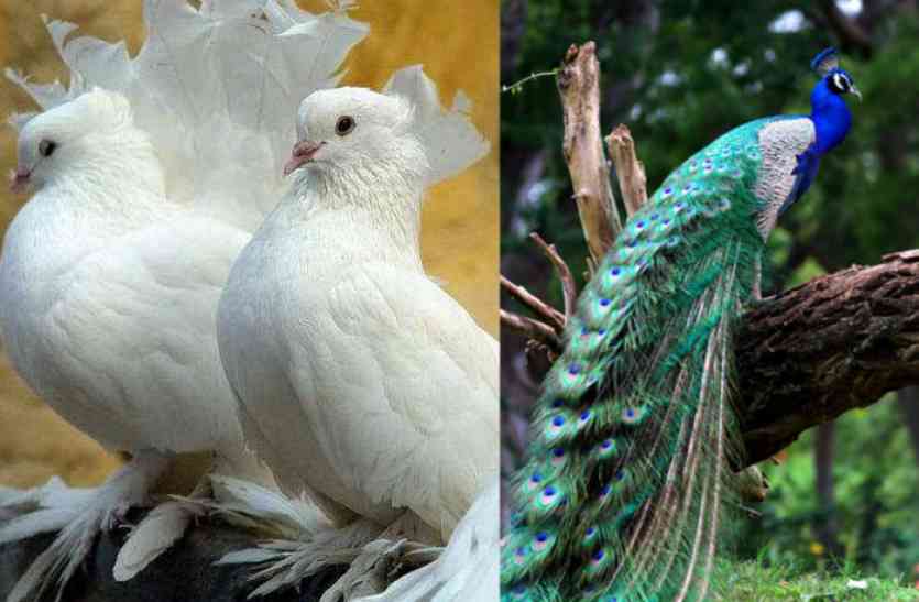 jaipur शेर बघेरे ज्यादा प्यारे या मोर कबूतर, क्या सोचती हैं दुनिया, पढिए इस खबर में