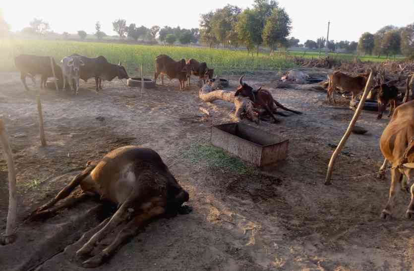 Cows died काल बनकर टूटा हाईटेंशन बिजली का तार, ढाणी के बाड़े में जिंदा जला पशुधन