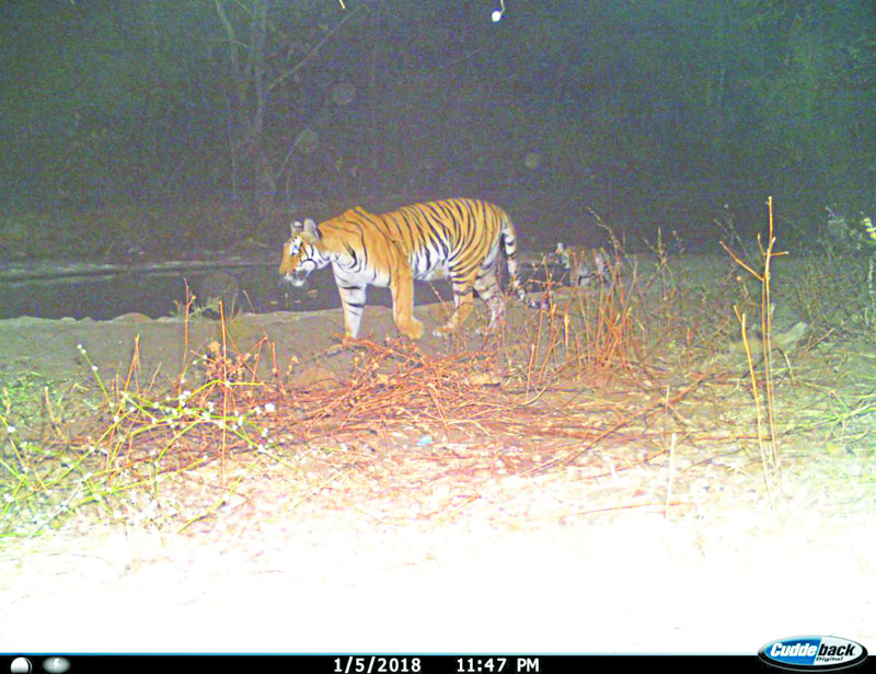 tigress at kerwa कठौतिया में दो नए बाघ, डर के मारे शावकों के साथ केरवा आई बाघिन