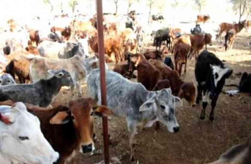 government rules seems to be hard on cow houses अब सरकारी नियम पड़ रहे गोशालाओं पर भारी, इस वजह से गौमाता का पेट भरना हो रहा है मुश्किल