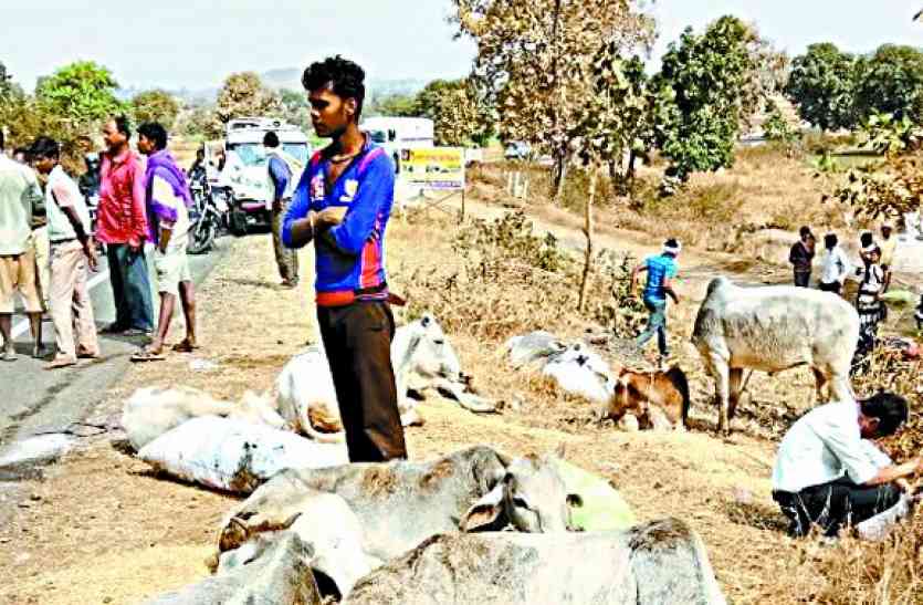 Cattle smuggling in chhindwara क्रूरता की हद, बोरियों के बीच ठूंसकर रखे गए थे मवेशी