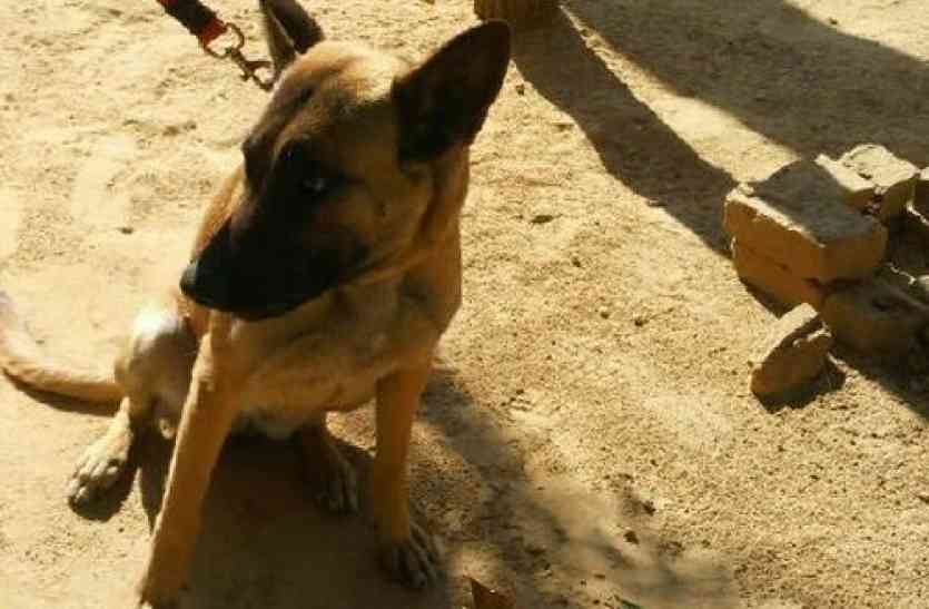 Belgium shepherd dog jia will stop liquor smuggling in alwar election Exclusive: उपचुनावों में शराब तस्करी रोकेगी एक साल की जिया, इस तरह करती है काम