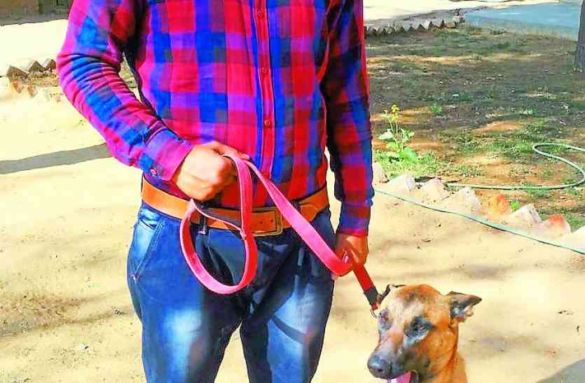 Belgium shepherd dog jia will stop liquor smuggling in alwar election Exclusive: उपचुनावों में शराब तस्करी रोकेगी एक साल की जिया, इस तरह करती है काम