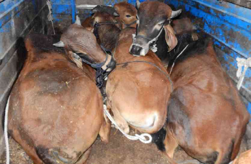 #BREAKING NEWS Go killers attack know why police negligence #BREKING NEWS गो तस्करों ने किया हमला, जानिए पुलिस ने क्यो की लापरवाही