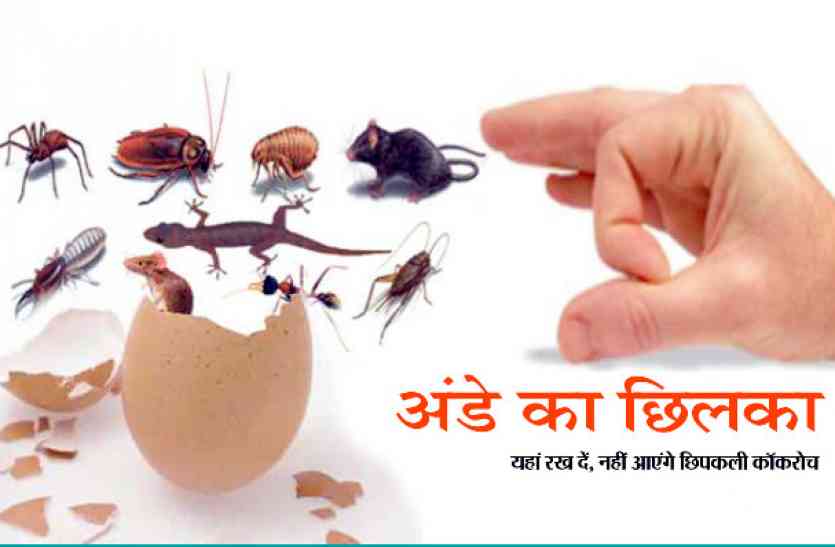home remedies get rid of lizards in house अंडे का छिलका यहां रख दें घर में नहीं आएंगे छिपकली कॉकरोच