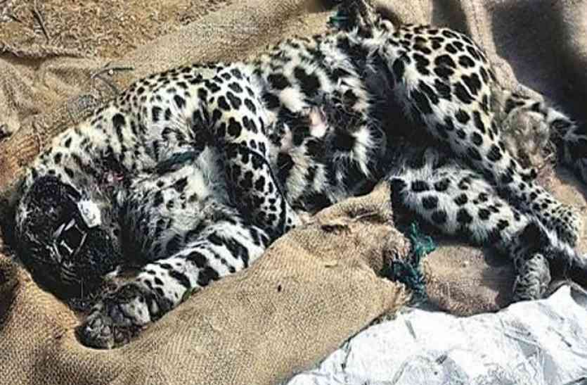 leopard जंगल में तेंदुए का शव मिलने से हड़कम्प, हत्या की जताई जा रही आशंका