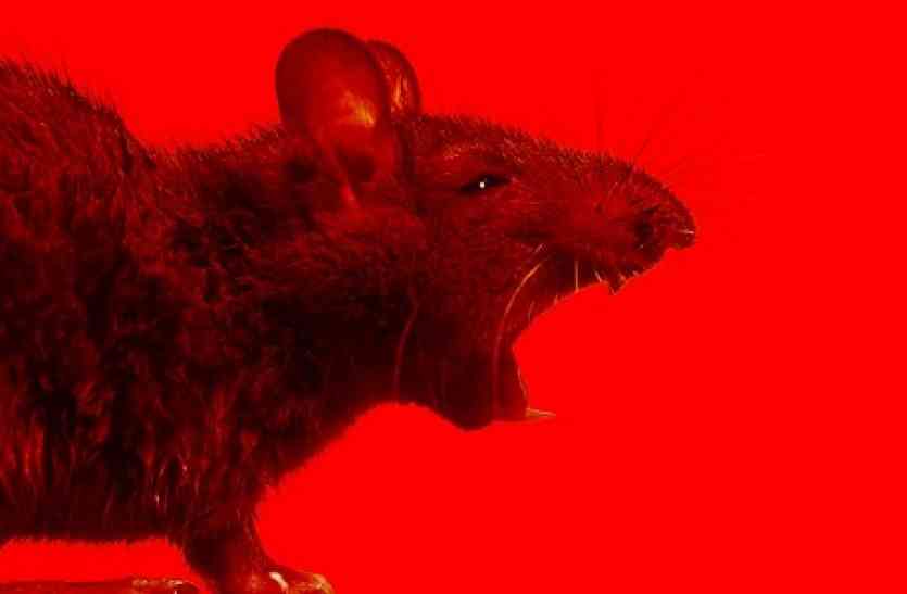 Anti Rat App अब चूहें भगाने के लिए किसी और चीज़ की ज़रूरत नहीं, आपका स्मार्ट फोन ही है काफी