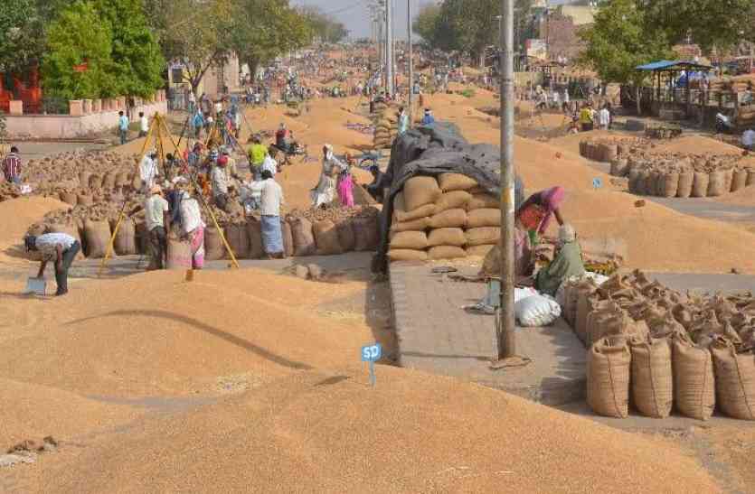 wheat farmers in india गेहूं की फसल बनेगी लाभ का धंधा, किसानों में उत्साह - देखें वीडियो
