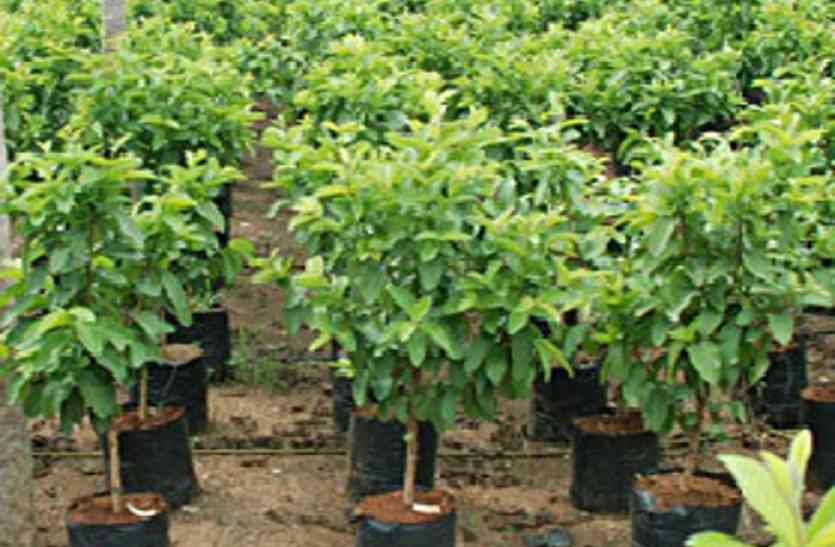 One lakh shade and fruit plants will be planted रोपे जाएंगे एक लाख छायादार व फलदार पौधे