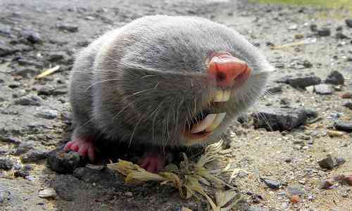 Mole rats deadliest animal in earth | दुनिया का सबसे खतरनाक जीव, जीता है  राजाओं की जिंदगी रहता है किले में | Patrika News
