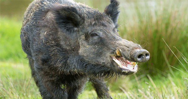 Eight Injured By Wild Boar Attack In Jaunpur - जौनपुर में ...