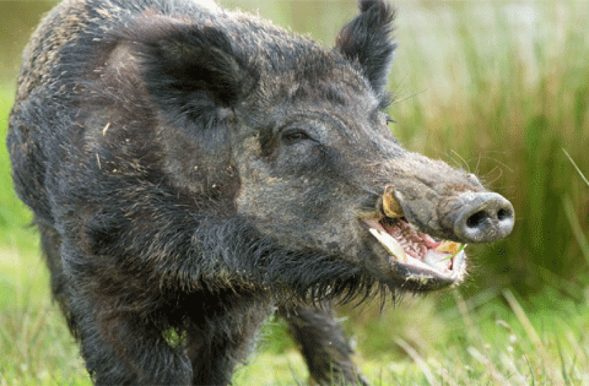 Boar जौनपुर में इस जंगली जानवर का आतंक, हमले में आठ घायल