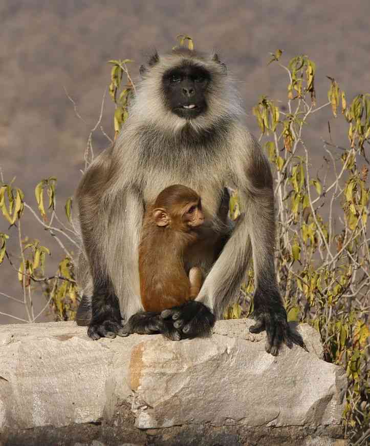 Photos Of Ape Giving Protection To Little Baby Monkey - फोटो ...