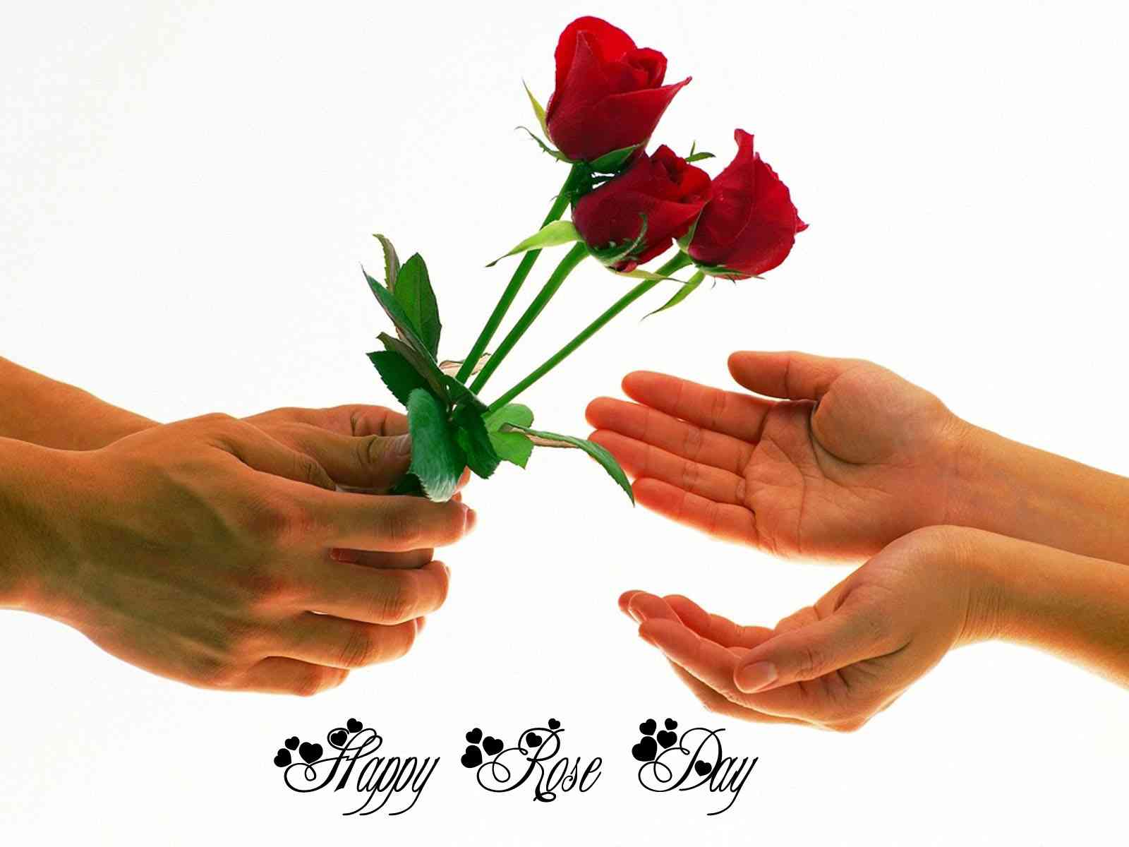 Valentine Week started from today, Today is Rose Day