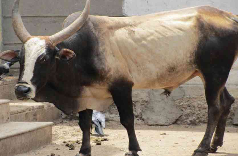 Bull Hits Old Lady In Alwar - अलवर में सांड ने ...