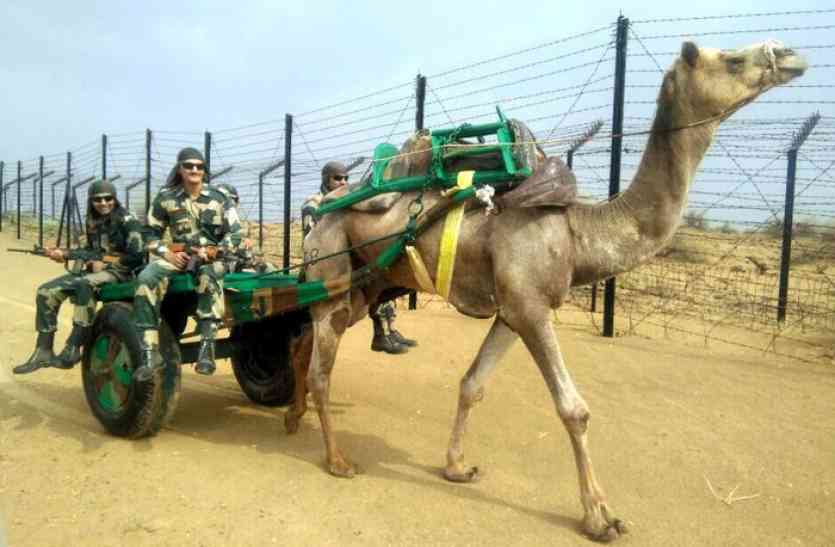 indian army पश्चिमी सरहद की निगेहबानी कर रहे ऊंटों की गर्दन गौरव से ऊंची, पाकिस्तान ने भी माना इनका लाेहा