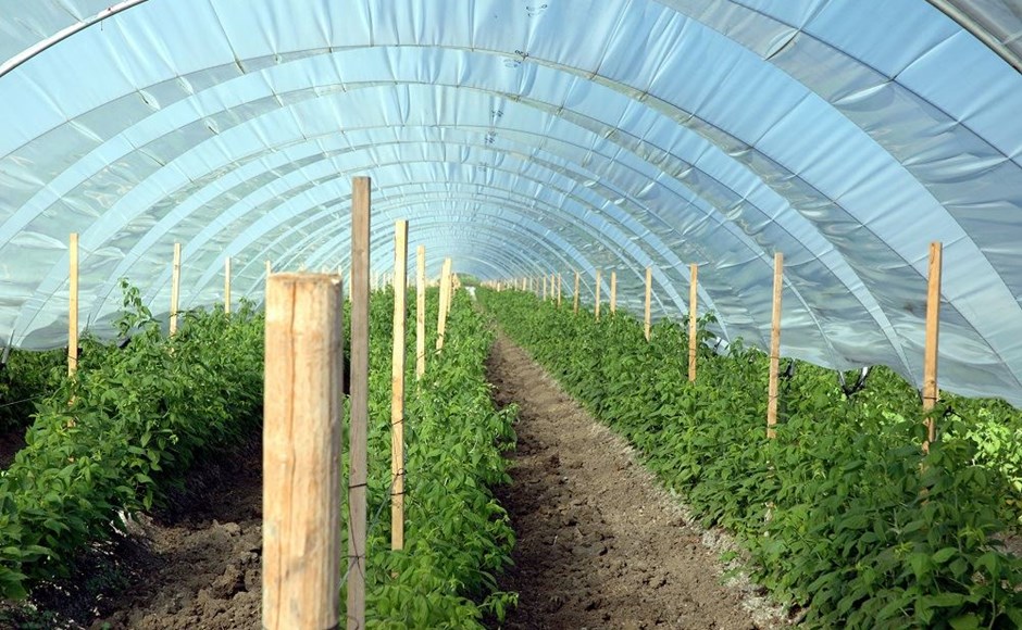 danger on plants सर्दी जाते ही अजमेर में दिखेगा ये बड़ा नुकसान, इनके जीवन पर मंडराया खतरा