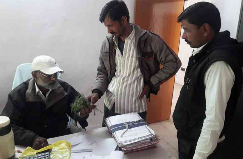 patrika बुआई का रकबा तो बढ़ा पर जीरे में ‘ब्लाइट’ का खतरा
