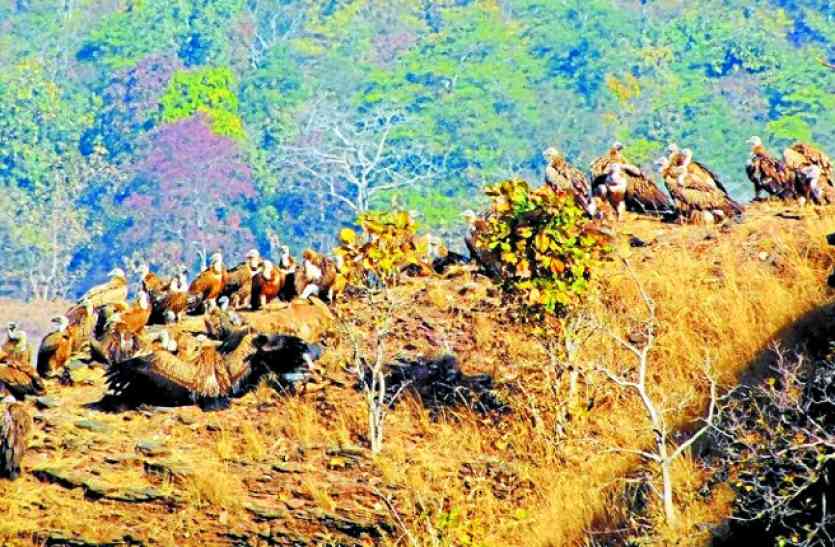 Increased number of vultures in Rani Durgavati Wildlife Sanctuary and हिमालय से आए पर इन मेहमानों को नहीं स्वागत की लालसा
