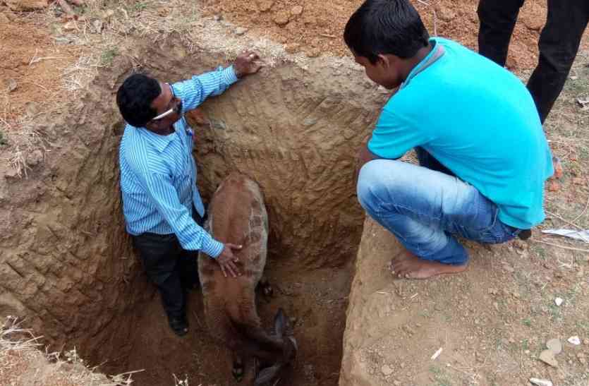 gou गाय के बछड़े को गड्ढे से बाहर निकाल बचाई जान