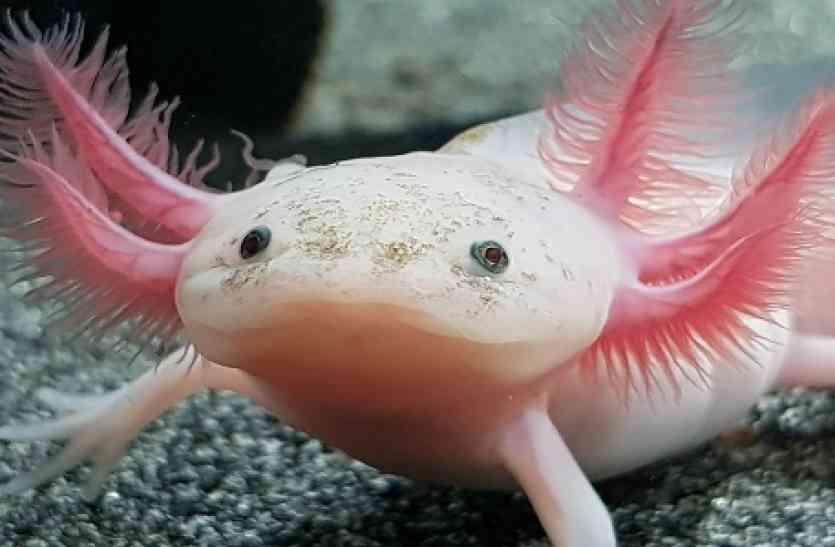 endangered,scientists,Mexican,endangered species,amputated,Extinct species,limbs,Earthworms,Research institute,amphibian, वैज्ञानिकों के उड़े होश! एक जीव ऐसा जो मरकर हो सकता है जिंदा, ऐसे लेता हैं पुनर्जन्म