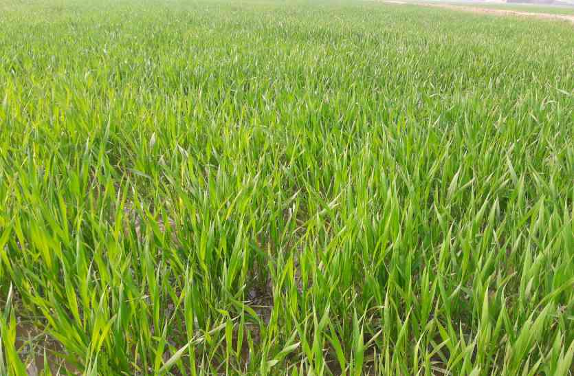wheat गेहूं उत्पादकों को भी करवाना होगा पंजीयन