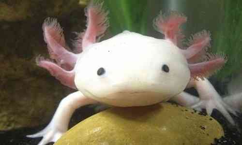 endangered,scientists,Mexican,endangered species,amputated,Extinct species,limbs,Earthworms,Research institute,amphibian,