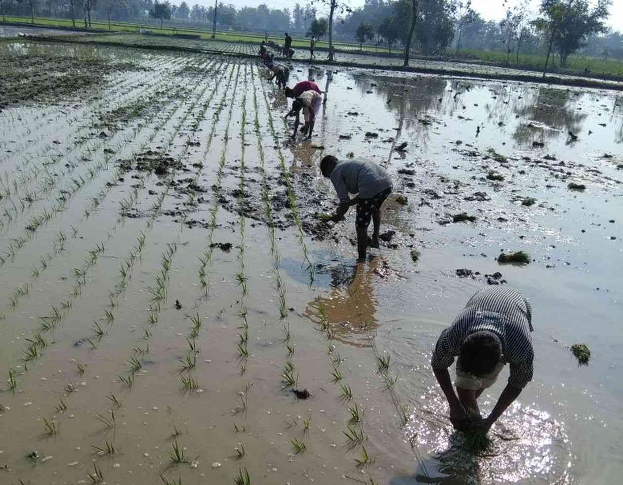Farmers got water after 70 days