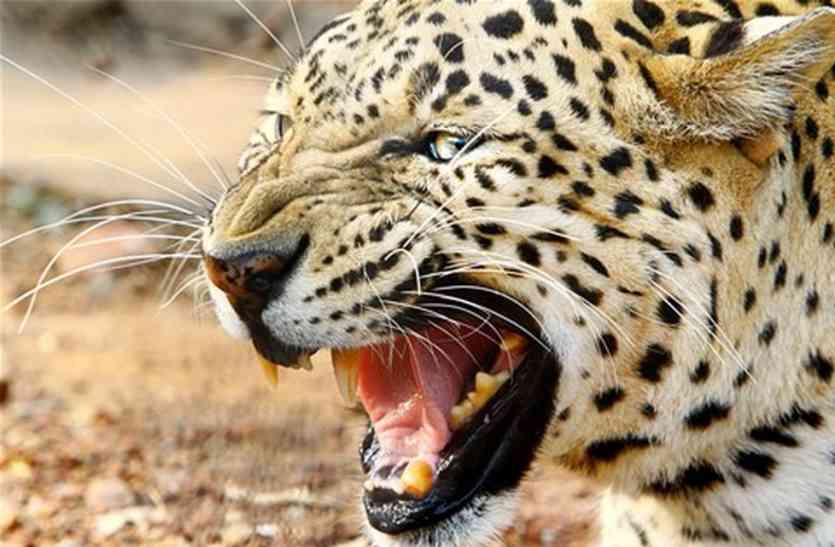 Look where there is panic in Leopard's village देखिए कहां है तेंदुए की गांव में दहशत
