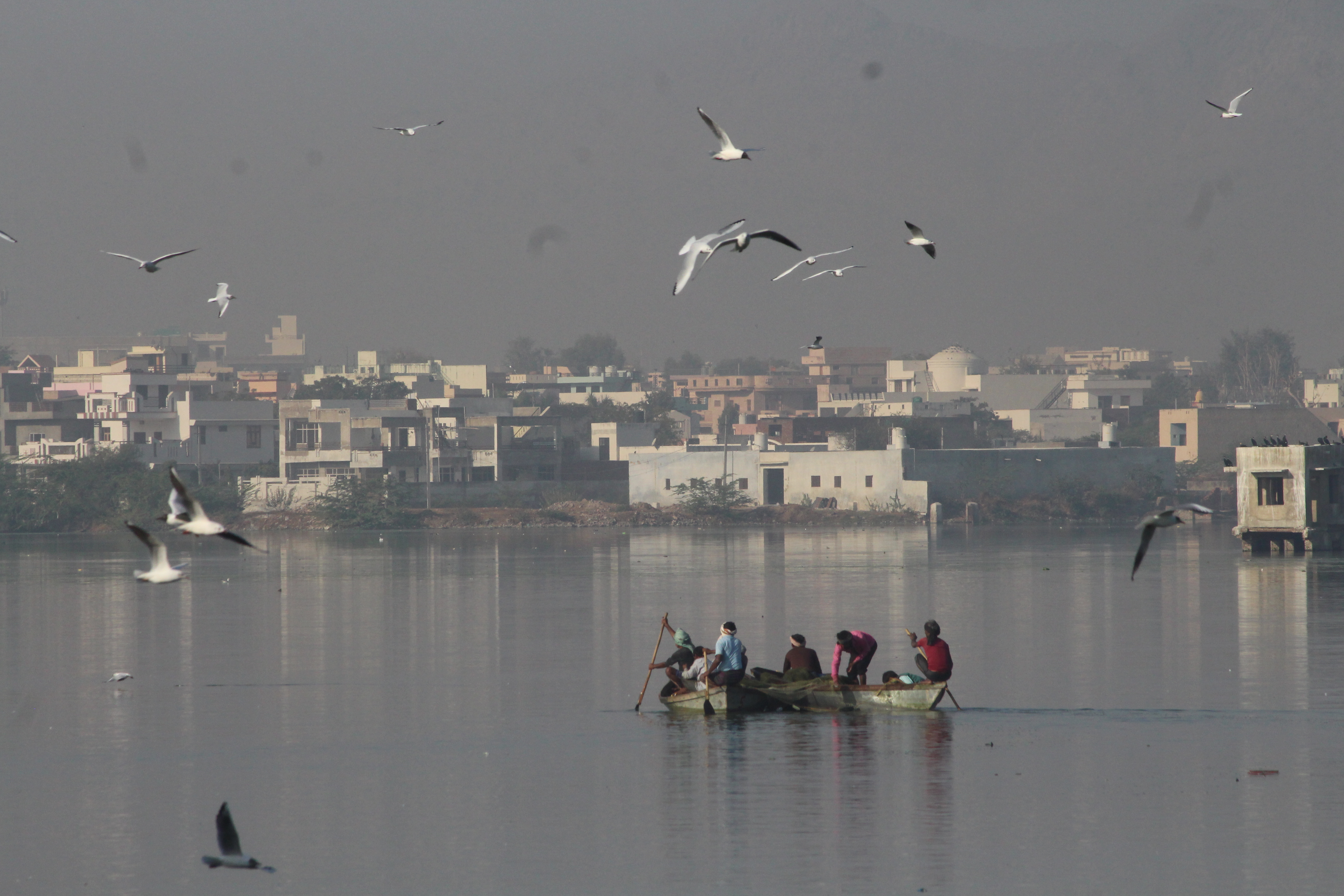 beautiful birds in ajmer ये हैं अजमेर के सबसे खूबसूरत मेहमान, इन्हें देखने के लिए जुटती है भीड़