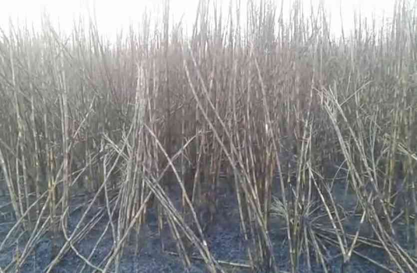 sugarcane crop burnt 200 बीघा गन्ने की फसल में आग, किसानों के अरमान जलकर हुए खाक