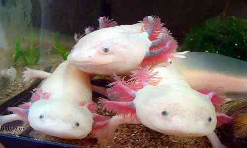 endangered,scientists,Mexican,endangered species,amputated,Extinct species,limbs,Earthworms,Research institute,amphibian,