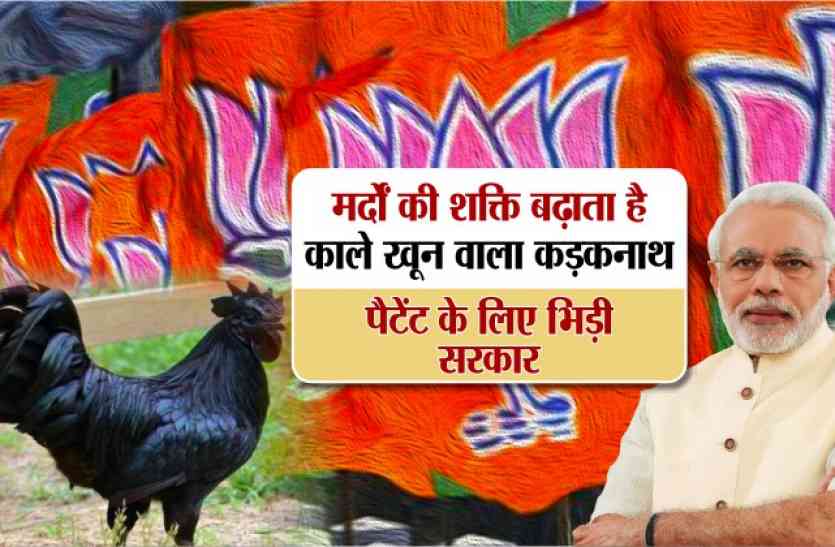 kadaknath मर्दों की शक्ति बढ़ाता है काले खून वाला कडक़नाथ, पैटेंट के लिए भिड़ी सरकार