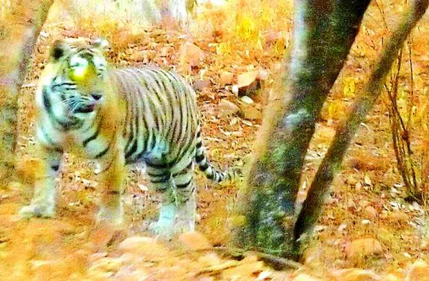 Tigress ST-9 allot, find drill paper सरिस्का: एक साल से लापता बाघिन, प्रशासन केवल कागजों में कर रहा कार्रवाई