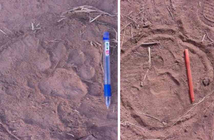 tiger feet sign कूनों में गूंज रही है दो शेरों की दहाड़ फोटो में देखिए कुछ खास नजारे