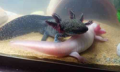 endangered,scientists,Mexican,endangered species,amputated,Extinct species,limbs,Earthworms,Research institute,amphibian,