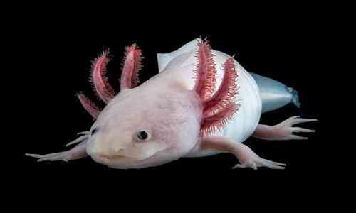 endangered,scientists,Mexican,endangered species,amputated,Extinct species,limbs,Earthworms,Research institute,amphibian,