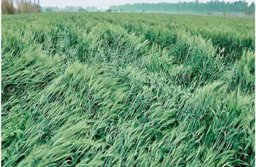 crops ओलावृष्टि से फसलें हुर्इं आड़ी, अभी तक खेतों तक नहीं पहुंचे अधिकारी