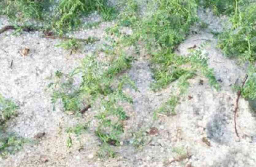 CG news छत्तीसगढ़ में मौसम का कहर, 65 लाख हेक्टेयर की सब्जी बर्बाद
