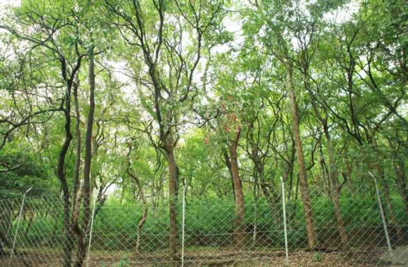 forest ड्रोन और सीसीटीवी से होगी चंदन की निगरानी