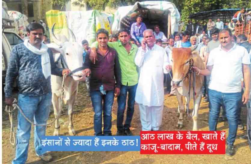 bail ke bare me jankari in hindi samachar इंसानों से ज्यादा हैं इनके ठाठ! आठ लाख के बैल, खाते हैं काजू-बादाम, पीते हैं दूध
