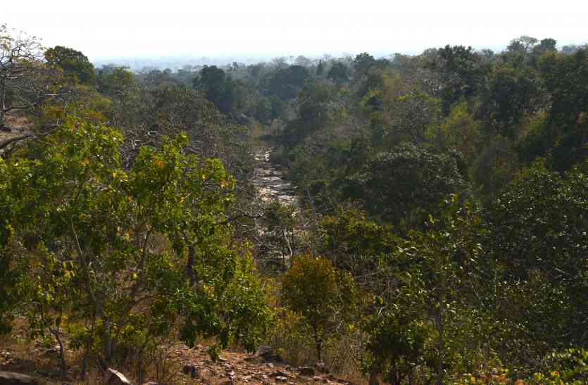 Tigers roaming in the forest of Ghoghra घोघरा के जंगल में घूम रहा Tiger, मिले फुट प्रिंट