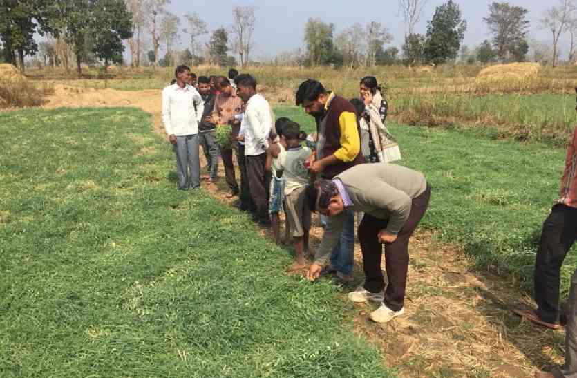 balaghat news ओलावृष्टि से प्रभावित हुई फसल, किसानों को हुई आर्थिक क्षति