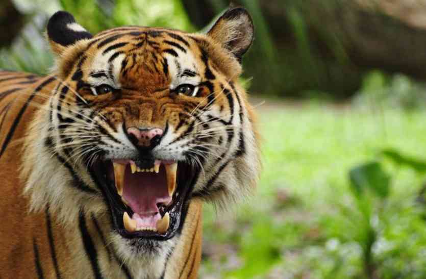 tiger 20 मार्च से होगी जंगल के राजा की खोज