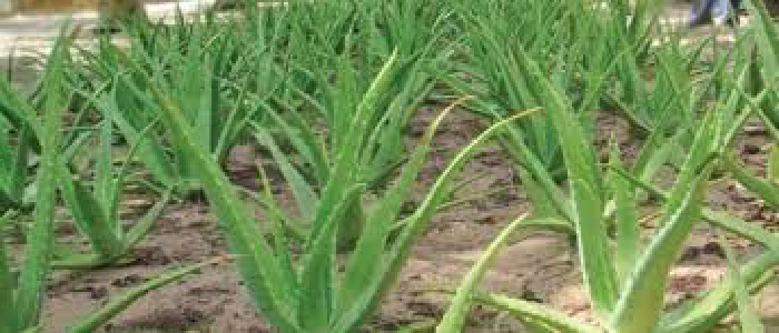Ayurveda जड़ी-बूटियां हुईं खास, कच्चे माल की ऑनलाइन मार्केटिंग की राह खुली