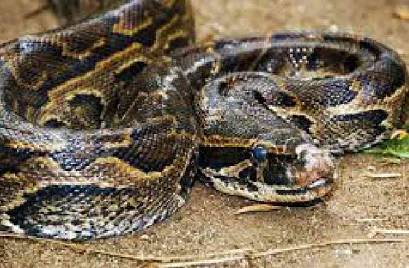 The seven-foot tall python screams in the enclosure बाड़े में सात फीट लम्बे अजगर को देख निकल गई चीखें