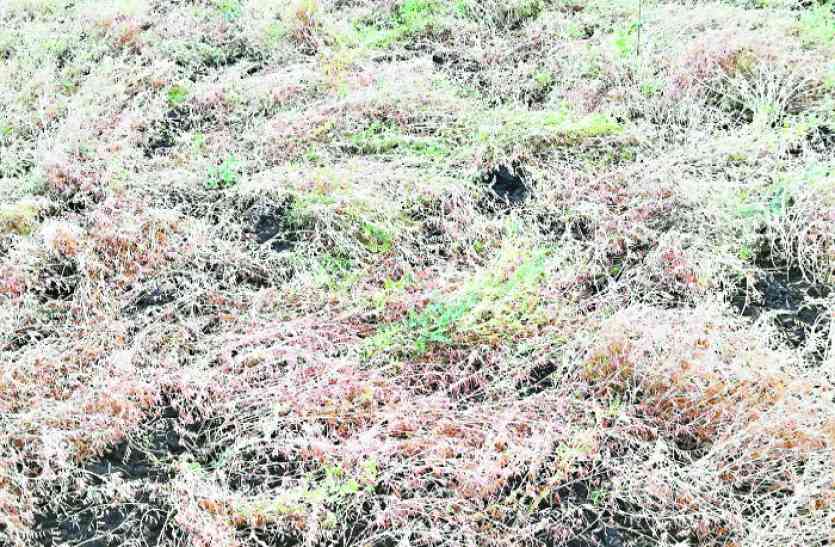 Weather Change सूखे के बाद किसानों पर मौसम की मार, खड़ी फसल-सब्जियां बर्बाद, अब मुआवजे का इंतजार